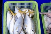 门鱼在线观看,揭秘神秘海洋生物的奇幻之旅