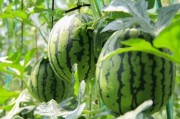 免费共享吃瓜,畅享夏日清凉时光
